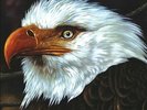 Mogwai : The Hawk Is Howling VINYL 12