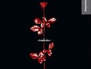 VIOLATOR