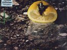 Battiato Franco - Pollution