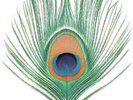 XTC Apple Venus - Volume 1 (Vinyl) 12
