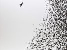 Wilco Sky Blue Sky (Vinyl) 12