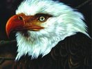 Mogwai - The Hawk Is Howling vinyl LP NEW/SEALED IN STOCK