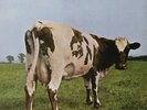 Pink Floyd,Atom Heart Mother -Quadraphonic