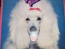 Fabulous Poodles - Fabulous Poodles - Used Vinyl Record - E28A