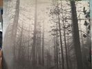 THE CURE -A Forest-  UK 12