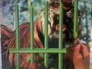 Tygers Of Pan Tang “The Cage “ with Metal Ver..Love Potion No. 9 , LP Vinyl