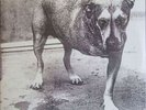 Alice In Chains / Alice In Chains 12