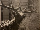 Agalloch -The Mantle - Original 2005 Press-Gray Vinyl-Only 500 Copies Made-Rare