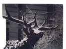 Agalloch -The Mantle - Original 2005 Press-Gray Vinyl-Only 500 Copies Made-NM