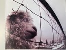 Pearl Jam - Vs. - Original 1993 Vinyl LP - Z 53136 never played