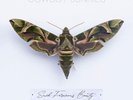 Cowboy Junkies - Such Ferocious Beauty [New Vinyl LP] Clear Vinyl, Green, Ltd Ed
