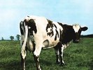 Pink Floyd ‎– Atom Heart Mother - LP Vinyl