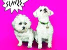 SLAVES - ARE YOU SATISFIED?     VINYL LP NEW
