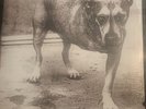 Alice In Chains Vinyl (3 Legged Dog) Import Vinyl