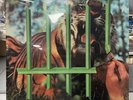 Tygers Of Pan Tang - The Cage 1982 Vinyl SEALED