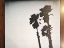 The Twilight Singers – Blackberry Belle white vinyl RARE OOP Plain116