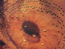 CATHERINE WHEEL FERMENT NEW LP