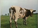 Pink Floyd  # Atom heart mother #  VINILE LP COME NUOVO SHVL 781 UK 1970