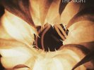 MORPHINE NIGHT NEW LP