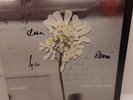 Daughter - Stereo Mind Game NEW vinyl with signed print on Eco Coloured Vinyl