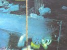 FREE - TONS OF SOBS ENGLISH EARLY PRESSING PINK ISLAND ILPS 9089
