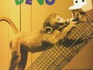 DEVO - De Evolutionary Nascent Artifact: Demo Recordings - Vinyl (LP)