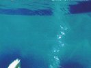 MORPHINE LIKE SWIMMING NEW LP