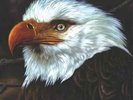 Mogwai - The Hawk Is Howling | [White Vinyl LP] | PIAS