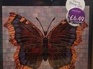 THE HOUSE OF LOVE SELF TITLED LP BUTTERFLY IN SHRINK ORIGINAL UK