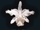 Kings Of Leon – Aha Shake Heartbreak - 180g 2 x Vinyl LP/Album - New Sealed Item