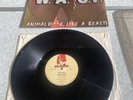 Wasp Animal Vinyl Record SL21