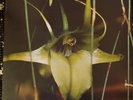 PSYCHIC TV - Dreams Less Sweet, Some Bizarre, 1983 12