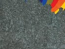 Lightning Bolt Wonderful Rainbow (Vinyl) 12
