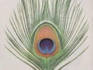 XTC Apple Venus - Volume 1 (Vinyl) 12
