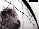 Pearl Jam – Vs. - Remastered 180 Gramm - neuwertig