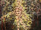 Pyrrhon The Mother of Virtues (Vinyl) 12