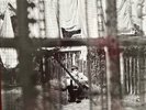 PAUL McCARTNEY CHAOS AND CREATION IN THE BACKYARD  RECORD   EMI RECORDS   NEW