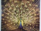 Which Side Are You On? by Ani Difranco ( VINYL LP ) OUT OF PRINT 2LP