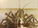 Birth Control - Operation - METAL / USED *NEAR MINT* VINYL