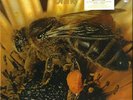 LE ORME - SMALL RHAPSODY FROM THE BEE - YELLOW - LP