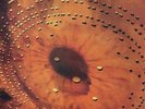 Ferment - 180gm Vinyl + 12-inch by Catherine Wheel (Record, 2023)