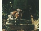 Spirits & Worm by Spirits & Worm Reissue SEALED & NEW Free Shipping
