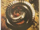 Nine Inch Nails Closer To God Island 1994 UK LP
