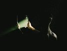 SPOKEN REFLECTION [2 LP] NEW LP