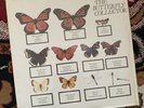 The Jam The Butterfly Collector Double LP