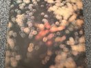 Pink Floyd - Obscured by Clouds - FCC version, textured sleeve VG/EX