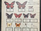THE JAM BUTTERFLY COLLECTOR DOUBLE ALBUM