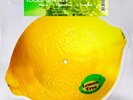 FOOLS GARDEN Record Store Day Lp LEMON TREE RSD 2024 New Sealed
