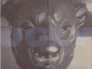 Ugly Casanova - Diggin' Holes (Yellow) (Used LP)