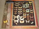 MAYFLY - MAYFLY - FOLK / PSYCH ROCK - NEW LP RECORD